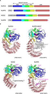 Activation and regulation mechanisms of NOD-like receptors based on structural biology